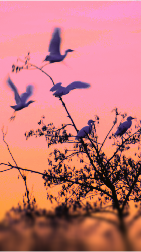 SOLEIL TOUCHANT cover